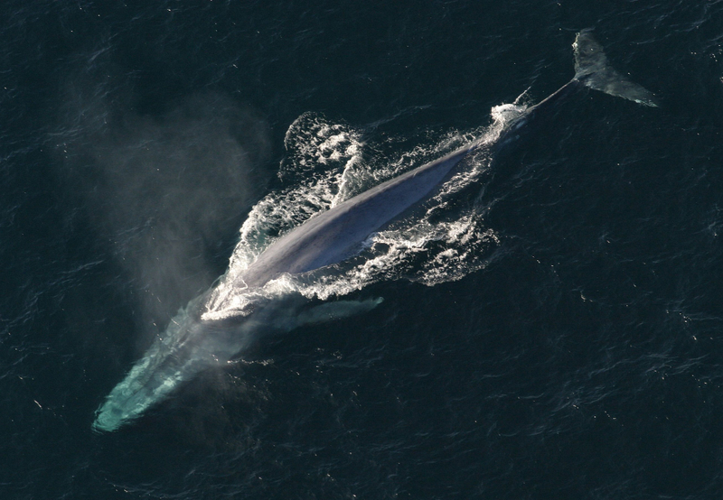 Ballena azul. Wikimedia Commons